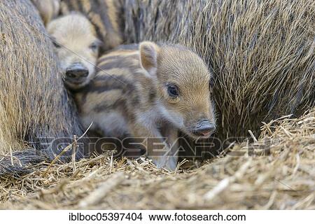 Wild boar (Sus scrofa), fresh boar, Lower Saxony, Germany, Europe View Large Photo Image Picture - Wild boar (Sus scrofa), fresh boar, Lower Saxony, Germany, Europe. Fotosearch