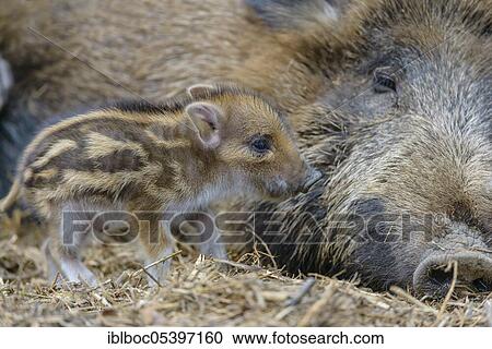 Wild boar (Sus scrofa), fresh boar, Lower Saxony, Germany, Europe View Large Photo Image Stock Image - Wild boar (Sus scrofa), fresh boar, Lower Saxony, Germany, Europe. Fotosearch