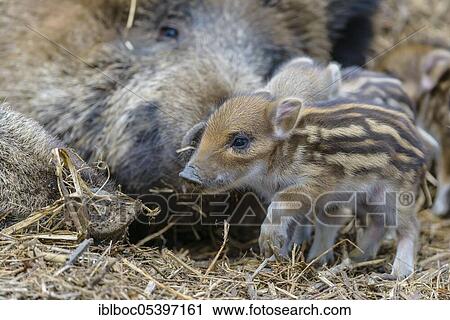 Stock Image - Wild boar (Sus scrofa), fresh boar, Lower Saxony, Germany, Europe. Fotosearch