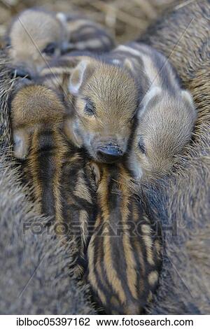 Stock Image - Wild boar (Sus scrofa), fresh boar, Lower Saxony, Germany, Europe. Fotosearch