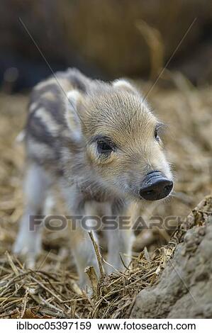 Wild boar (Sus scrofa), fresh boar, Lower Saxony, Germany, Europe View Large Photo Image Stock Photo - Wild boar (Sus scrofa), fresh boar, Lower Saxony, Germany, Europe. Fotosearch