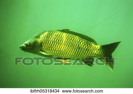 Wild carp (Cyprinus carpio) View Large Photo Image Picture - Wild carp (Cyprinus carpio). Fotosearch