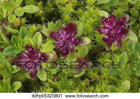 Wild thyme, Thymus serpyllum, Switzerland, Europe View Large Photo Image Stock Image - Wild thyme, Thymus serpyllum, Switzerland, Europe. Fotosearch