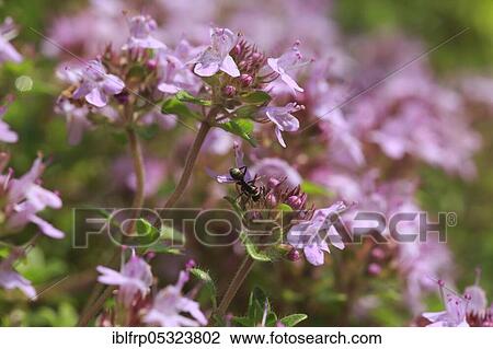Stock Image - Wild thyme, Thymus serpyllum, Switzerland, Europe. Fotosearch