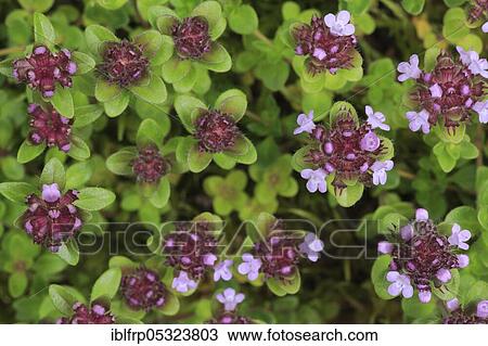 Wild thyme, Thymus serpyllum, Switzerland, Europe View Large Photo Image Stock Image - Wild thyme, Thymus serpyllum, Switzerland, Europe. Fotosearch