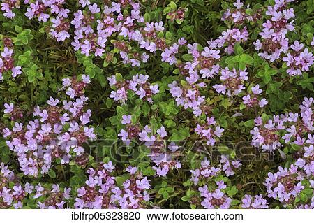 Wild thyme, Thymus serpyllum, Switzerland, Europe View Large Photo Image Stock Image - Wild thyme, Thymus serpyllum, Switzerland, Europe. Fotosearch