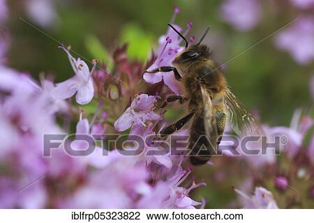 Wild thyme, Thymus serpyllum, Switzerland, Europe View Large Photo Image Stock Image - Wild thyme, Thymus serpyllum, Switzerland, Europe. Fotosearch