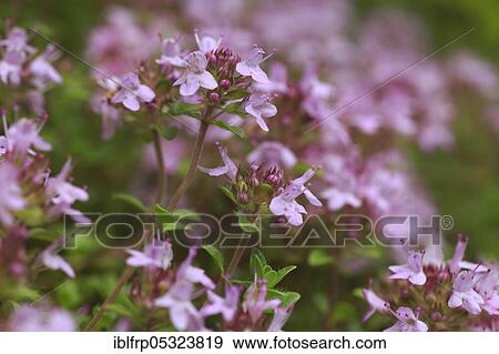 Wild thyme, Thymus serpyllum, Switzerland, Europe View Large Photo Image Stock Photo - Wild thyme, Thymus serpyllum, Switzerland, Europe. Fotosearch