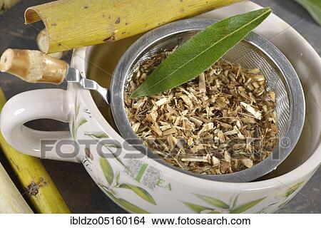 Willow bark tea, silver willow (Salix alba) View Large Photo Image Picture - Willow bark tea, silver willow (Salix alba). Fotosearch
