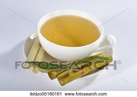 Willow bark tea, silver willow (Salix alba) View Large Photo Image Stock Image - Willow bark tea, silver willow (Salix alba). Fotosearch