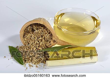 Stock Image - Willow bark tea, silver willow (Salix alba). Fotosearch