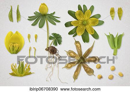 Winter aconite (Eranthis hyemalis), picture plate, plant, flower, leaf, seed, seedling, shoot tuber View Large Photo Image Stock Image - Winter aconite (Eranthis hyemalis), picture plate, plant, flower, leaf, seed, seedling, shoot tuber. Fotosearch