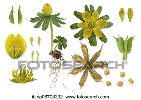 Winter aconite (Eranthis hyemalis), picture plate, plant, flower, leaf, seed, seedling, shoot tuber View Large Photo Image Stock Image - Winter aconite (Eranthis hyemalis), picture plate, plant, flower, leaf, seed, seedling, shoot tuber. Fotosearch