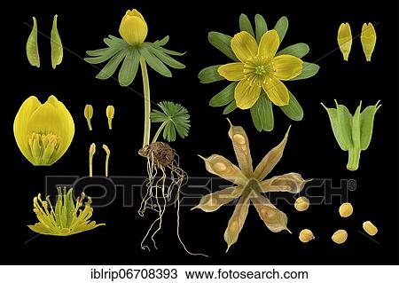 Winter aconite (Eranthis hyemalis), picture plate, plant, flower, leaf, seed, seedling, shoot tuber View Large Photo Image Stock Image - Winter aconite (Eranthis hyemalis), picture plate, plant, flower, leaf, seed, seedling, shoot tuber. Fotosearch