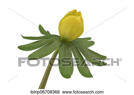 Winter aconite (Eranthis hyemalis), flower, Germany, Europe View Large Photo Image Stock Photo - Winter aconite (Eranthis hyemalis), flower, Germany, Europe. Fotosearch