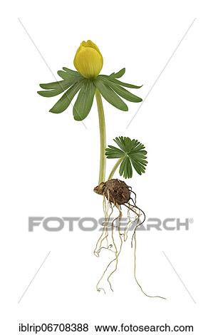 Winter aconite (Eranthis hyemalis), Germany, Europe View Large Photo Image Stock Photo - Winter aconite (Eranthis hyemalis), Germany, Europe. Fotosearch