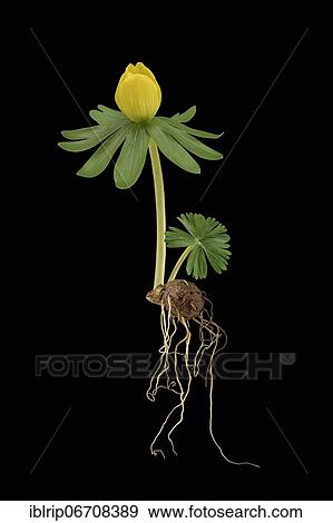 Winter aconite (Eranthis hyemalis), Germany, Europe View Large Photo Image Stock Photo - Winter aconite (Eranthis hyemalis), Germany, Europe. Fotosearch