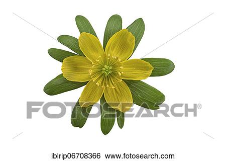 Winter aconite (Eranthis hyemalis), flower, Germany, Europe View Large Photo Image Stock Photograph - Winter aconite (Eranthis hyemalis), flower, Germany, Europe. Fotosearch