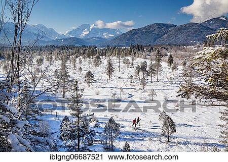 Stock Image - Winter landscape with Zugspitze group in the Wetterstein mountains and cross-country skiers in the Isatal, Wallgau, Werdenfelser Land, Upper Bavaria, Bavaria, Germany, Europe. Fotosearch