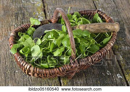 Winter purslane, common plate herb, Cuban spinach, Postelein, miner's lettuceelein (Claytonia perfoliata) View Large Photo Image Stock Image - Winter purslane, common plate herb, Cuban spinach, Postelein, miner's lettuceelein (Claytonia perfoliata). Fotosearch