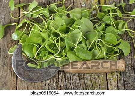 Winter purslane, common plate herb, Cuban spinach, Postelein, miner's lettuceelein (Claytonia perfoliata) View Large Photo Image Stock Image - Winter purslane, common plate herb, Cuban spinach, Postelein, miner's lettuceelein (Claytonia perfoliata). Fotosearch