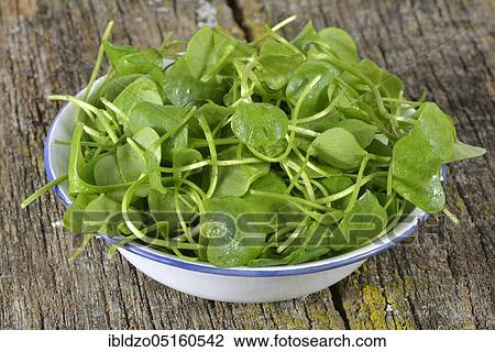 Winter purslane, common plate herb, Cuban spinach, Postelein, miner's lettuceelein (Claytonia perfoliata) View Large Photo Image Stock Image - Winter purslane, common plate herb, Cuban spinach, Postelein, miner's lettuceelein (Claytonia perfoliata). Fotosearch