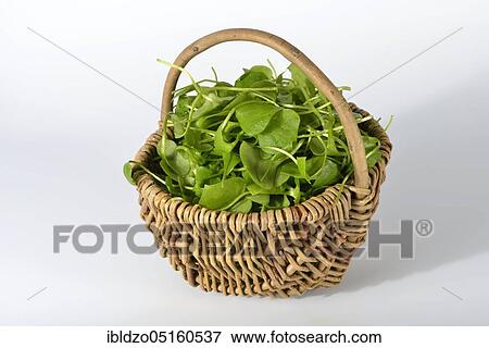 Winter purslane, common plate herb, Cuban spinach, Postelein, miner's lettuceelein (Claytonia perfoliata) View Large Photo Image Stock Photo - Winter purslane, common plate herb, Cuban spinach, Postelein, miner's lettuceelein (Claytonia perfoliata). Fotosearch