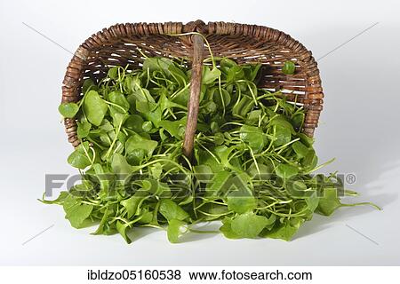 Winter purslane, common plate herb, Cuban spinach, Postelein, miner's lettuceelein (Claytonia perfoliata) View Large Photo Image Stock Photo - Winter purslane, common plate herb, Cuban spinach, Postelein, miner's lettuceelein (Claytonia perfoliata). Fotosearch