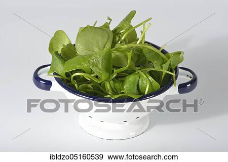 Winter purslane, common plate herb, Cuban spinach, Postelein, miner's lettuceelein (Claytonia perfoliata) View Large Photo Image Stock Photo - Winter purslane, common plate herb, Cuban spinach, Postelein, miner's lettuceelein (Claytonia perfoliata). Fotosearch