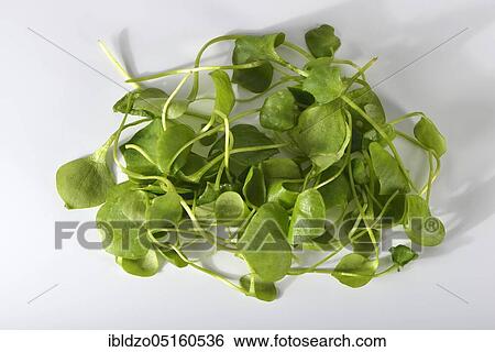 Stock Photograph - Winter purslane, common plate herb, Cuban spinach, Postelein, miner's lettuceelein (Claytonia perfoliata). Fotosearch