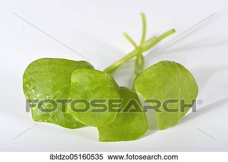 Winter purslane, common plate herb, Cuban spinach, Postelein, miner's lettuceelein (Claytonia perfoliata) View Large Photo Image Stock Photography - Winter purslane, common plate herb, Cuban spinach, Postelein, miner's lettuceelein (Claytonia perfoliata). Fotosearch