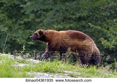 Wolverine (Gulo gulf) walking, Sweden, Europe View Large Photo Image Stock Photography - Wolverine (Gulo gulf) walking, Sweden, Europe. Fotosearch