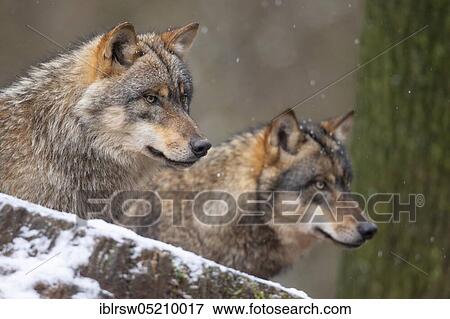 Stock Photo - Wolves (Canis lupus). Fotosearch