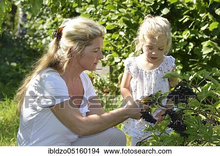 Woman and girl harvesting elderberries (Sambucus nigra) (Sambuci fructus) View Large Photo Image Picture - Woman and girl harvesting elderberries (Sambucus nigra) (Sambuci fructus). Fotosearch