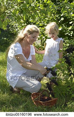 Woman and girl harvesting elderberries (Sambucus nigra) (Sambuci fructus) View Large Photo Image Stock Photograph - Woman and girl harvesting elderberries (Sambucus nigra) (Sambuci fructus). Fotosearch