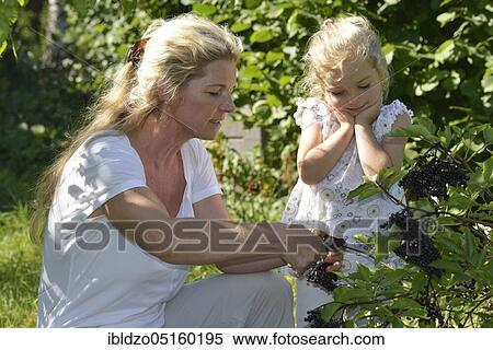 Woman and girl harvesting elderberries (Sambucus nigra) (Sambuci fructus) View Large Photo Image Stock Photography - Woman and girl harvesting elderberries (Sambucus nigra) (Sambuci fructus). Fotosearch