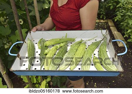 Woman harvesting bitter melons, bitter cucumber, balsamic pear, bitter spring cucumber (Momordica charantia) View Large Photo Image Stock Photo - Woman harvesting bitter melons, bitter cucumber, balsamic pear, bitter spring cucumber (Momordica charantia). Fotosearch