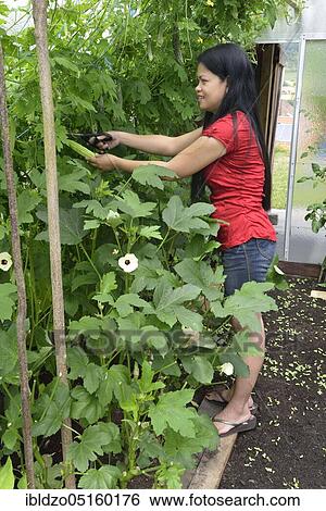 Woman harvesting bitter melons, bitter cucumber, balsamic pear, bitter spring cucumber (Momordica charantia) View Large Photo Image Stock Photograph - Woman harvesting bitter melons, bitter cucumber, balsamic pear, bitter spring cucumber (Momordica charantia). Fotosearch