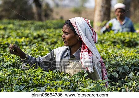 Women picking tea from the tea plants on a tea plantation, Assam, India, Asia View Large Photo Image Stock Photograph - Women picking tea from the tea plants on a tea plantation, Assam, India, Asia. Fotosearch