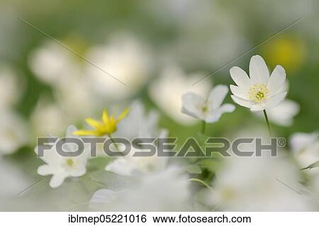 Stock Photograph - Wood Anemone (Anemone nemorosa). Fotosearch