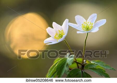 Stock Photograph - Wood anemones (Anemone nemorosa) Lower Saxony, Germany, Europe. Fotosearch
