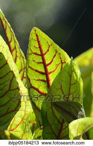 Stock Image - Wood dock (Rumex sanguineus). Fotosearch