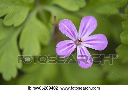 Wood Storkbill (Geranium sylvaticum), Lower Saxony, Germany, Europe View Large Photo Image Stock Image - Wood Storkbill (Geranium sylvaticum), Lower Saxony, Germany, Europe. Fotosearch