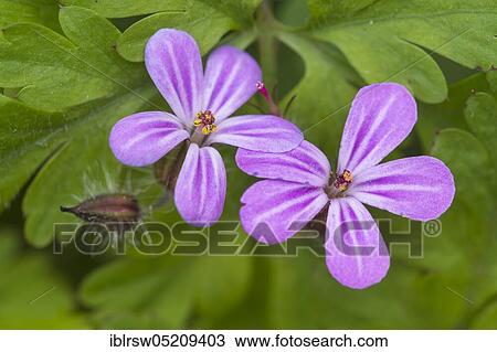 Stock Image - Wood Storkbill (Geranium sylvaticum), Lower Saxony, Germany, Europe. Fotosearch