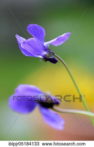 Wood violet ( Viola odorata) View Large Photo Image Stock Image - Wood violet ( Viola odorata). Fotosearch