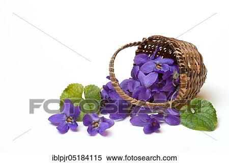 Wood violet ( Viola odorata), Violet flowers with capitula View Large Photo Image Stock Photography - Wood violet ( Viola odorata), Violet flowers with capitula. Fotosearch
