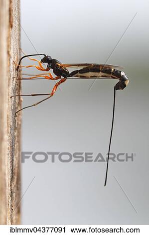 Wood-wasp (Rhyssa persuasoria), oviposition in the trunk of an alder, natural park Peenetal, Mecklenburg-Western Pomerania, Germany, Europe View Large Photo Image Stock Image - Wood-wasp (Rhyssa persuasoria), oviposition in the trunk of an alder, natural park Peenetal, Mecklenburg-Western Pomerania, Germany, Europe. Fotosearch