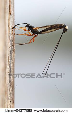Stock Photo - Wood-wasp (Rhyssa persuasoria), oviposition in the trunk of an alder, natural park Peenetal, Mecklenburg-Western Pomerania, Germany, Europe. Fotosearch