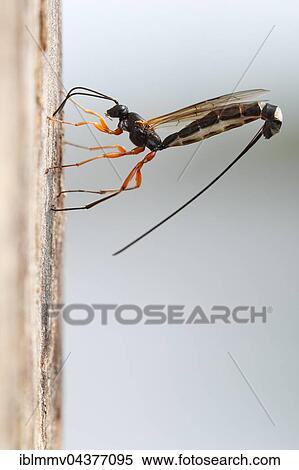 Wood-wasp (Rhyssa persuasoria), oviposition in the trunk of an alder, natural park Peenetal, Mecklenburg-Western Pomerania, Germany, Europe View Large Photo Image Stock Photography - Wood-wasp (Rhyssa persuasoria), oviposition in the trunk of an alder, natural park Peenetal, Mecklenburg-Western Pomerania, Germany, Europe. Fotosearch