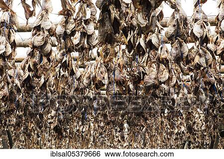 Stock Photograph - Wooden frame, dried fish, dried fish, fish heads, Iceland, Europe. Fotosearch